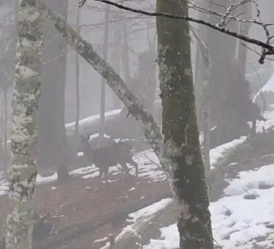 Srna snimljena na Biogradskoj gori