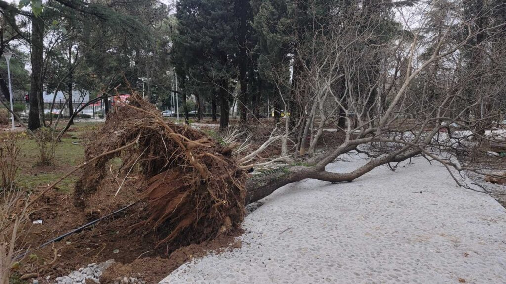 (VIDEO/FOTO) Vjetar pravi velike probleme: Drveća pala na vozila u Bloku pet, stabla iz korijena isčupana u Karađorđevom parku