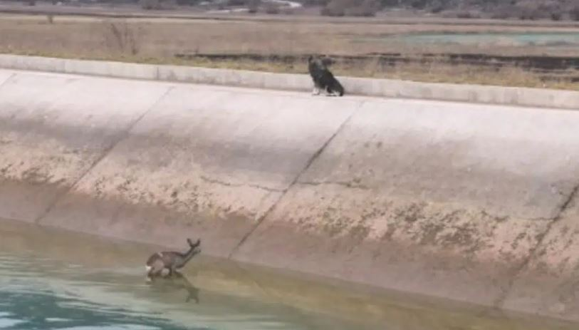 Nikšićki lovci spasili srnu iz kanala kod Budoša