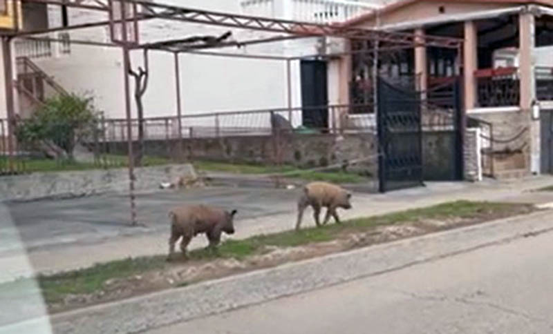 Svinje i dalje lutaju kroz Sutomore, nadležni traže način da ih maknu s ulice