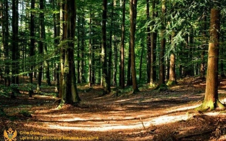 Uprava za šume podnijela prijave za bespravnu sječu i promet u Mojkovcu i Podgorici