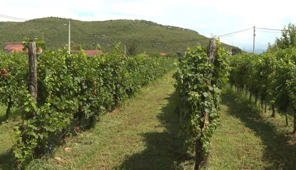 Podgorica: Za podršku poljoprivredi 805.000 eura