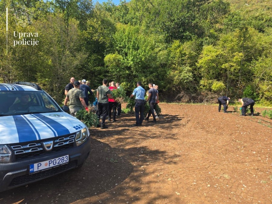 Proizvodnja marihuane u Crnoj Gori: Od rijetkih slučajeva do opasnog trenda